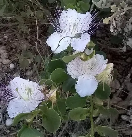 Privat bolig Merzuq House Birżebbuġa