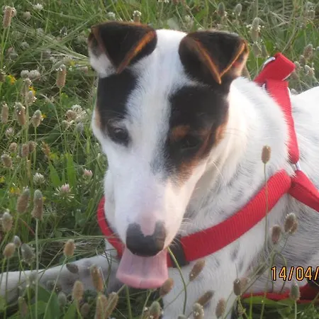 Homestay szállás Merzuq House *