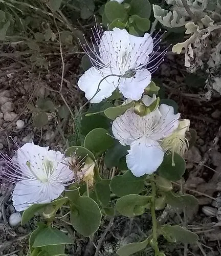 ホームステイ Merzuq House Birżebbuġa